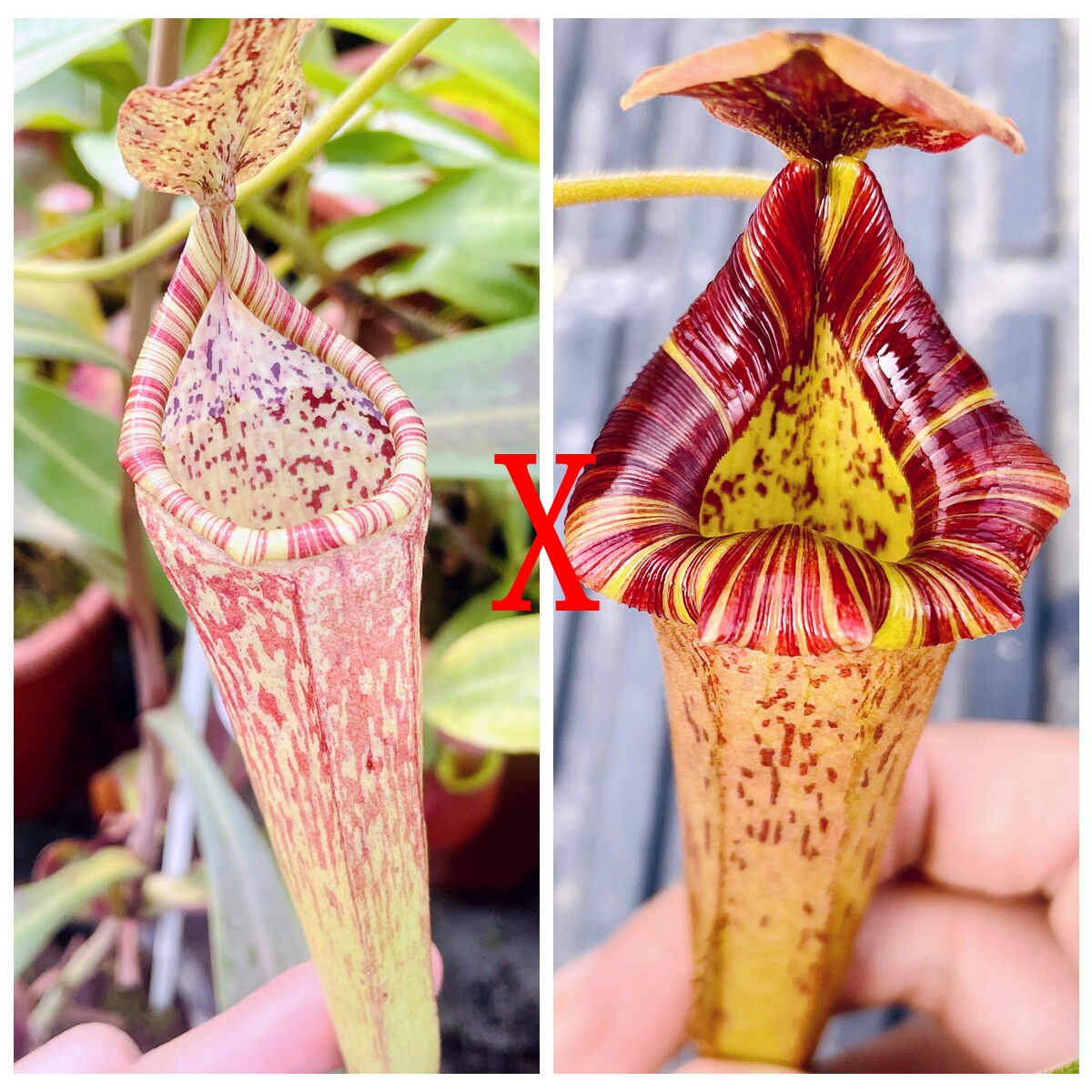 大猪博士x劳氏维奇大猪维奇圣杯猪笼草maxima x bos x LvtpTP5245
