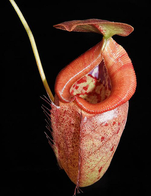 黑宝特交细猪笼草食虫植物