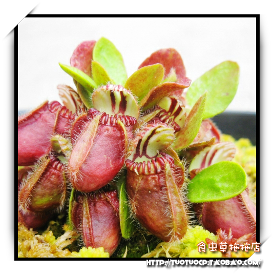 可爱清新耐冷盆栽食虫土瓶草植物