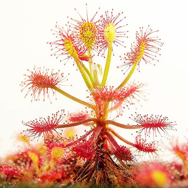 马达加斯加茅膏菜 madagascariensis 食虫植物 大型品种群生造景