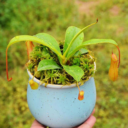 红瓶猪笼草植物盆栽食人花种子