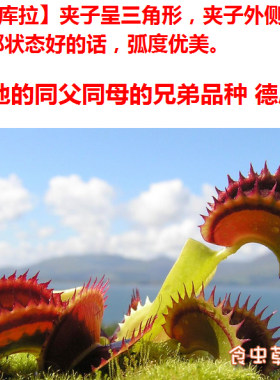 需拍下模糊天使之翼男爵捕蝇草