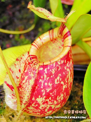 食虫植物虎克斑点红唇卧室包邮