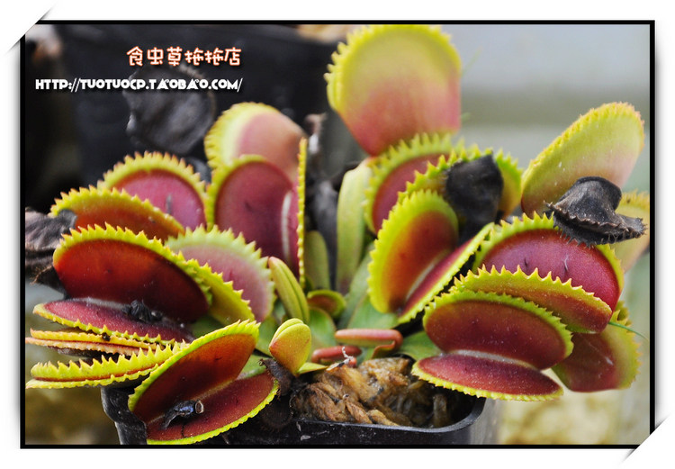 盆栽 食虫植物-齿状x怒齿 烈焰捕蝇草 苗