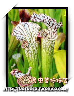 食虫瓶子草苗植物