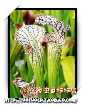 食虫瓶子草苗植物