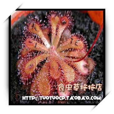 盆栽-食虫植物-捕蚊高手茅膏菜 M苗(缺货)