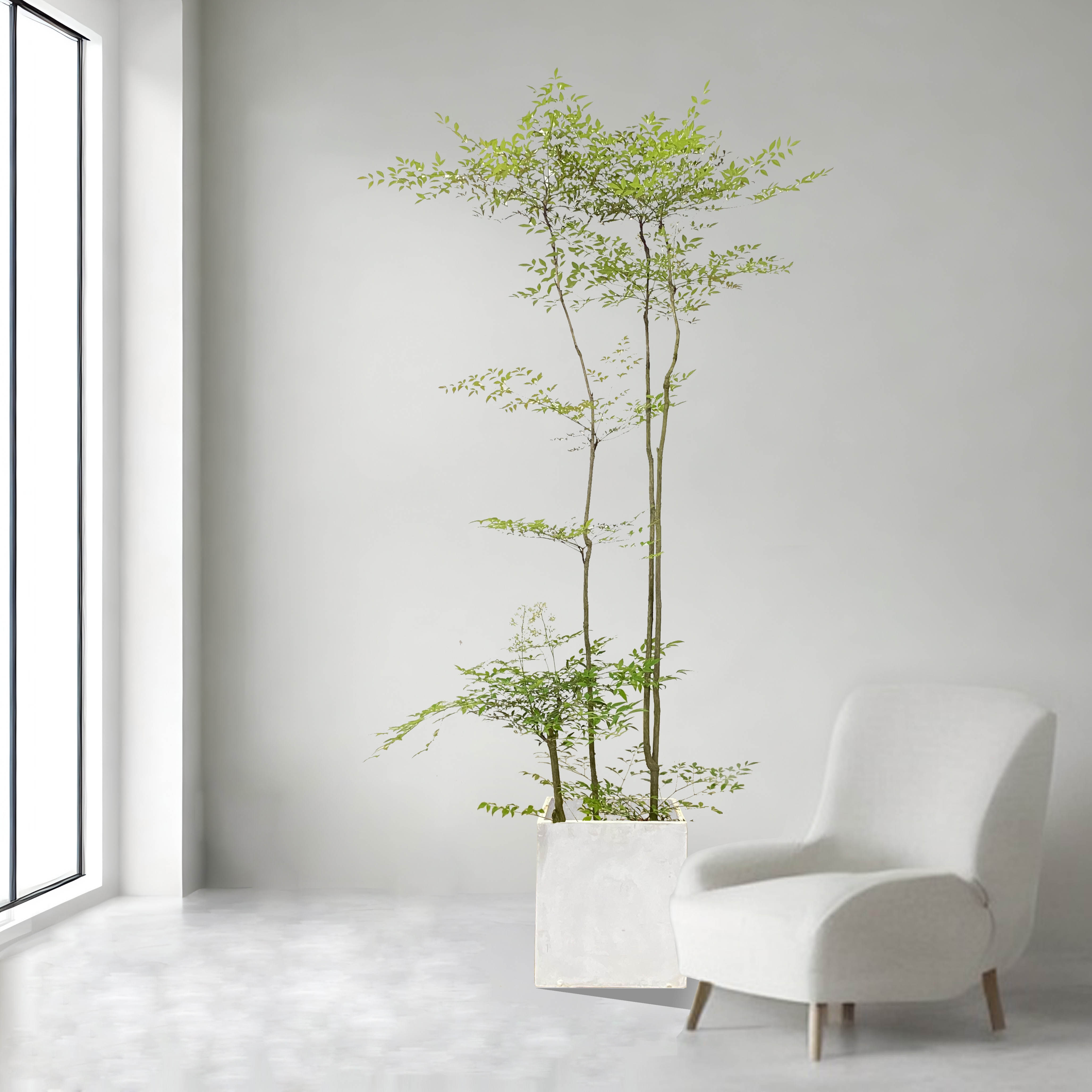 老桩盆栽南天竹盆景植物树苗大型造型南天竺室内好养花卉庭院阳台