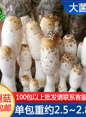diy菌菇四季种植阳台盆栽