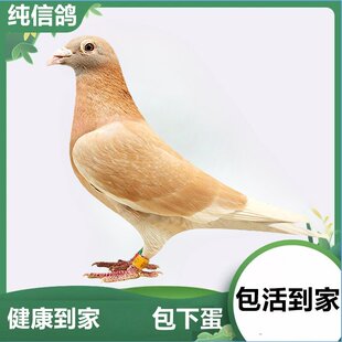 雨点公母鸽子活体特优质纯种元宝黄卡奴血统米玛斯两头乌