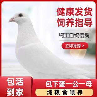 特优质成年白鸽元宝雨点种鸽子红狐狸繁殖快 黑金刚黑色