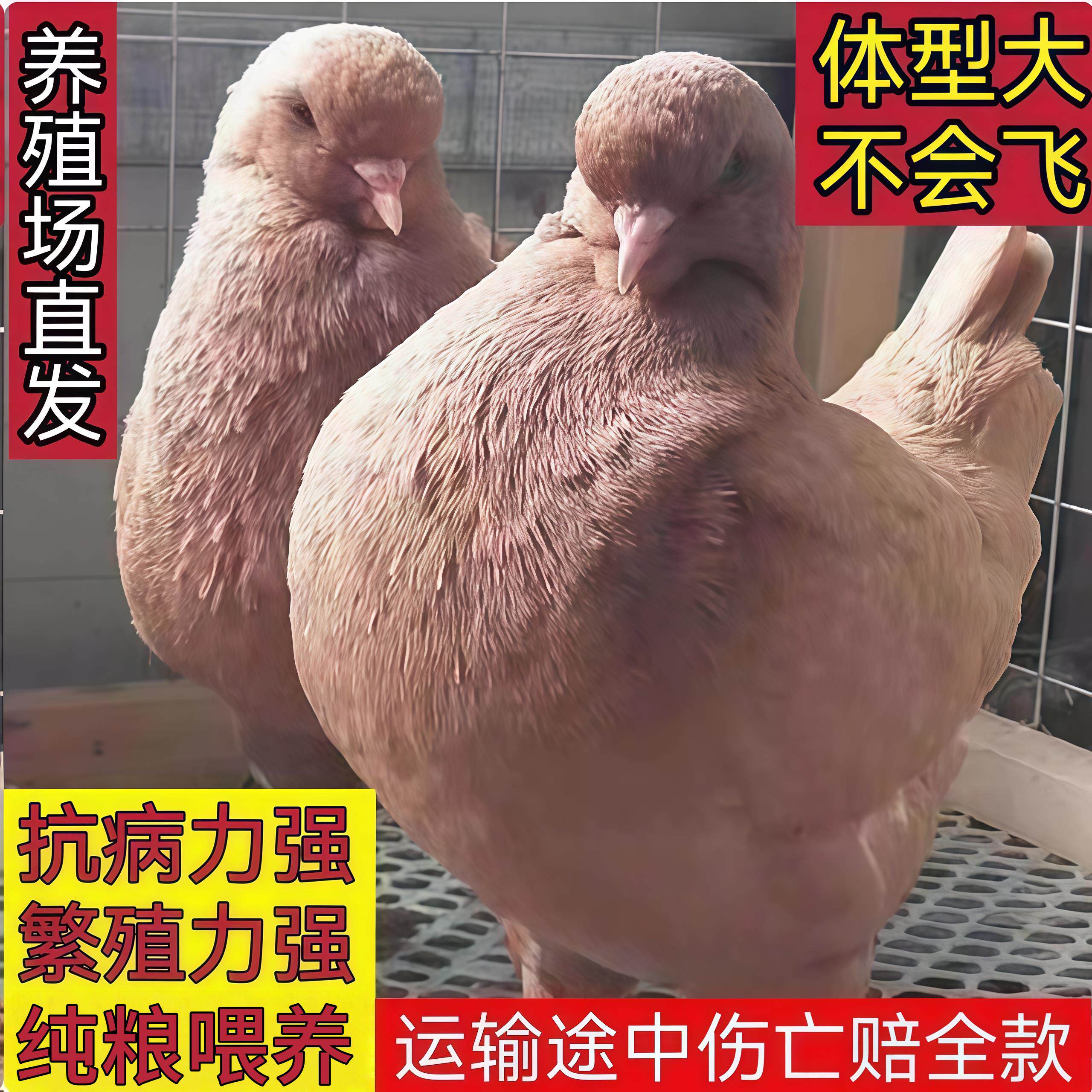 鸽子纯种活体可孵化鸽蛋鸟类元宝鸽蝴蝶花招财红狐赛鸽公棚