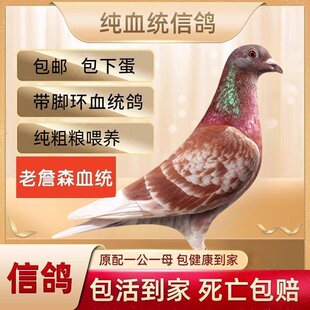 红狐白鸽鸽子黄卡奴雨点蝴蝶背元宝红卡奴一公一母特优质