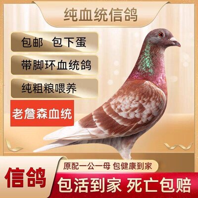 白鸽子特优质鸽子活体成绩两头乌元宝到家成年鸽黑金刚大体