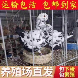 肉鸽子血统活体黑金刚小鸽子元宝鸽子纯种彩背鸽下蛋血统鸽