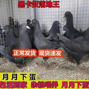 纯种血统纯正种鸽子鸽子米玛斯活体元宝黑金刚小鸽子