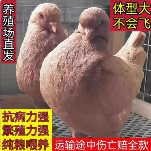 鸽蛋血统鸽鸽子雨点公母原配肉鸽子元宝活体巨型家养巨鸽