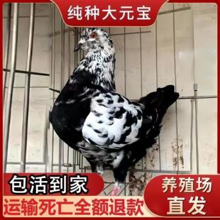 繁殖鸽子活体繁殖快 宠物活苗白鸽活鸽子红卡奴种鸽子