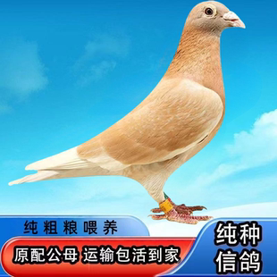 赛鸽纯种雨点大鼻子白鸽子血统鸽红卡奴红狐元宝红色繁殖活体