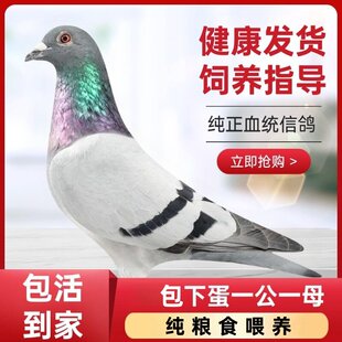 活体白鸽元宝活苗鸽子落地王正宗米玛斯活鸽子白鸽子黑色纯正