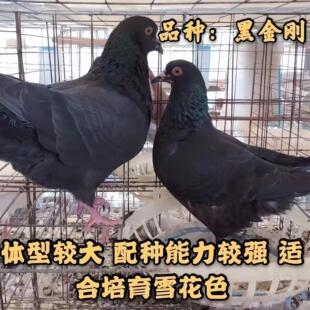 种鸽子黑金刚纯种血统到家成年元宝红色下蛋公母鸽子特大