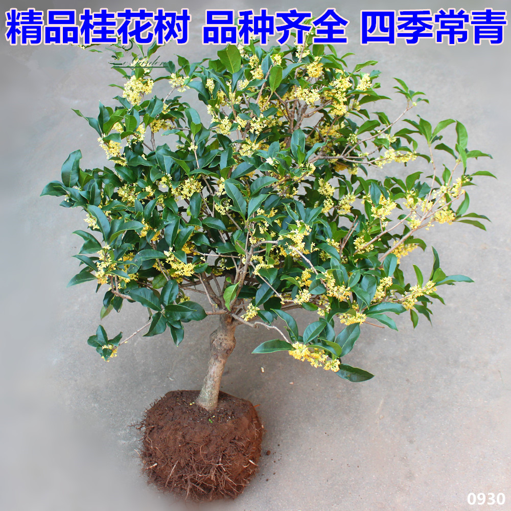 地栽大型四季桂花树苗庭院浓香花卉常青植物盆景金桂丹桂室内盆栽