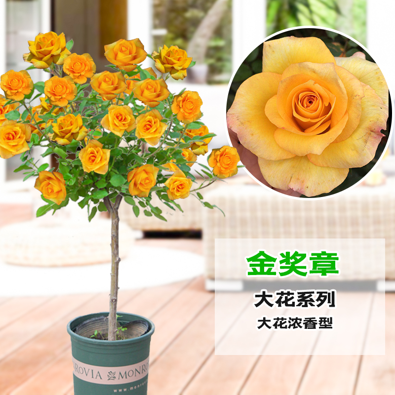【金奖章】树状月季庭院花卉阳台盆栽玫瑰花苗大花浓香四季开花