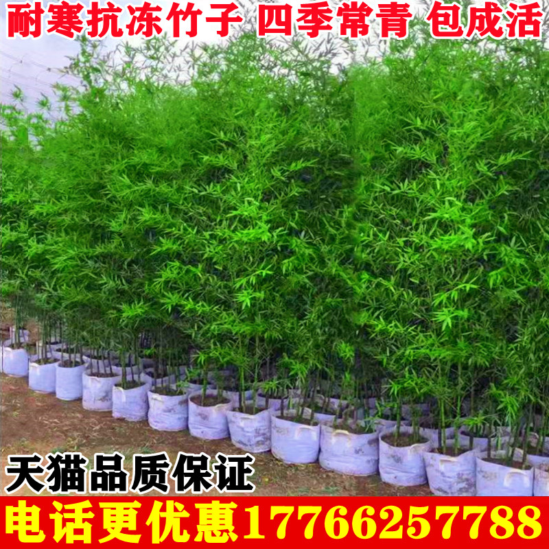 常绿四季青北方耐寒植物竹子苗