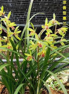 易成活兰花浓香蕙兰九头九节兰四季绿植春兰花苗盆栽地栽熟草兰草