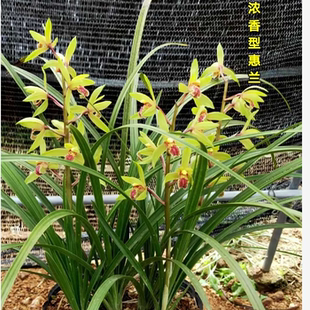 易成活兰花浓香蕙兰九头九节兰四季绿植春兰花盆栽地栽熟草兰草