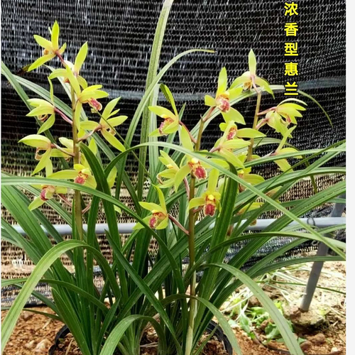 兰花兰花苗苗型好花香易成活好看