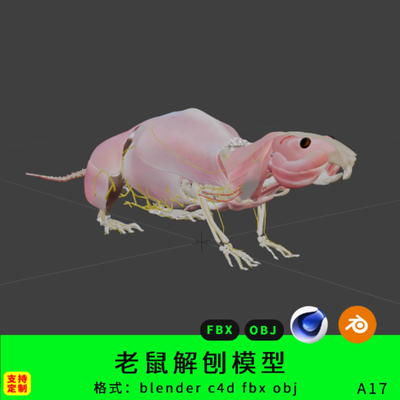三维模型老鼠解剖肌肉骨骼blender3d模型c4d素材田鼠结构下载