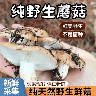 野生松毛菌路基菇南风菇石子菇白棕口蘑狼箕菌石子菌蘑菇松蘑顺丰