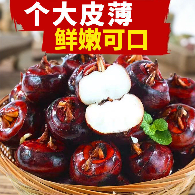 广东乐昌新鲜马蹄荸荠大果鲜脆现挖正宗北乡水果特产新鲜直供包邮