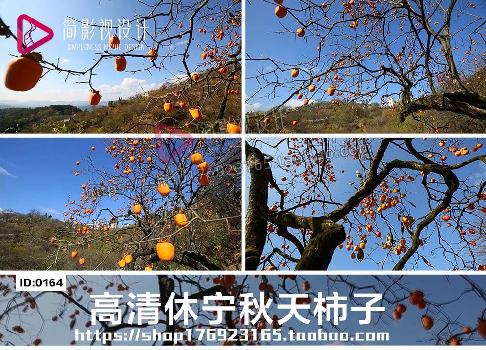 农村大丰收农业自然风光实休宁秋天柿子柿子树红柿子视频素材素材