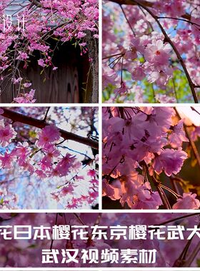 樱花花日本樱花东京樱花武大樱花武汉视频素材大学樱花节落花花瓣