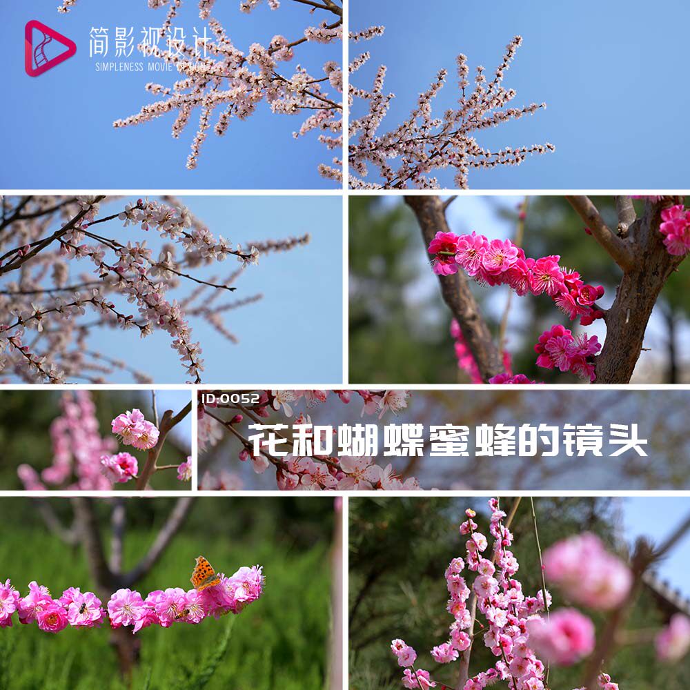 唯美春天春暖花开樱花桃花油菜花 蝴蝶蜜蜂采蜜实拍视频素材