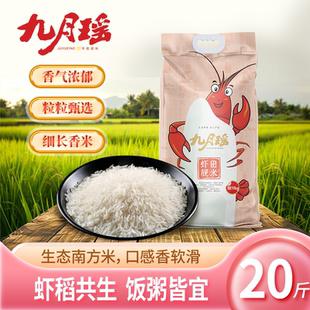 九月瑶虾田靓米10kg当季大米装猫牙米软香丝苗米香粳米20斤大米