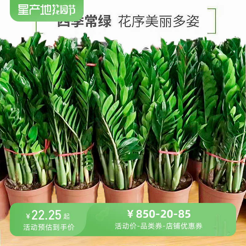 金钱树盆栽植物室内花卉大型客厅好养绿植大摇钱串子招财小发财树