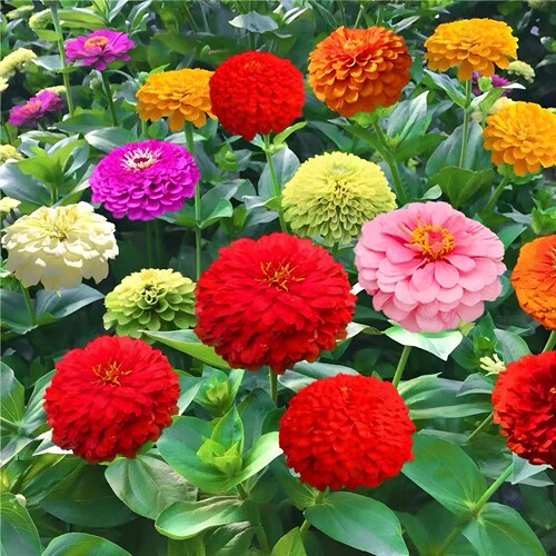 庭院四季开花百日草种子