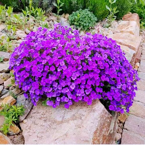 长不高的庭院花园小花