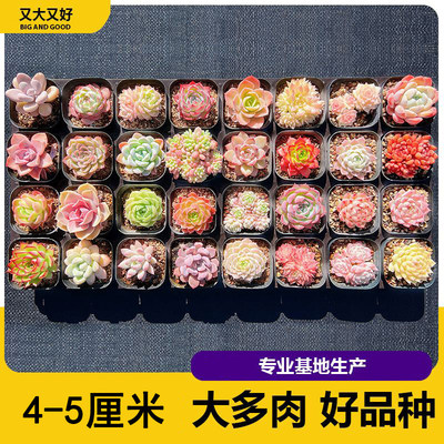 Sell various succulent plants suitable for all seasons