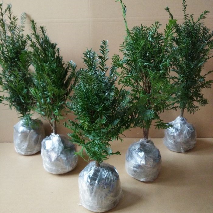 红豆杉树苗00  室内盆栽阳台种植南方红豆杉树苗曼地亚红豆杉在类目 鲜花速递/花卉仿真/绿植园艺, 花卉/绿植盆栽（新）, 绿植中 - 来自Buy2taobao.com提供专业的淘宝代购服务