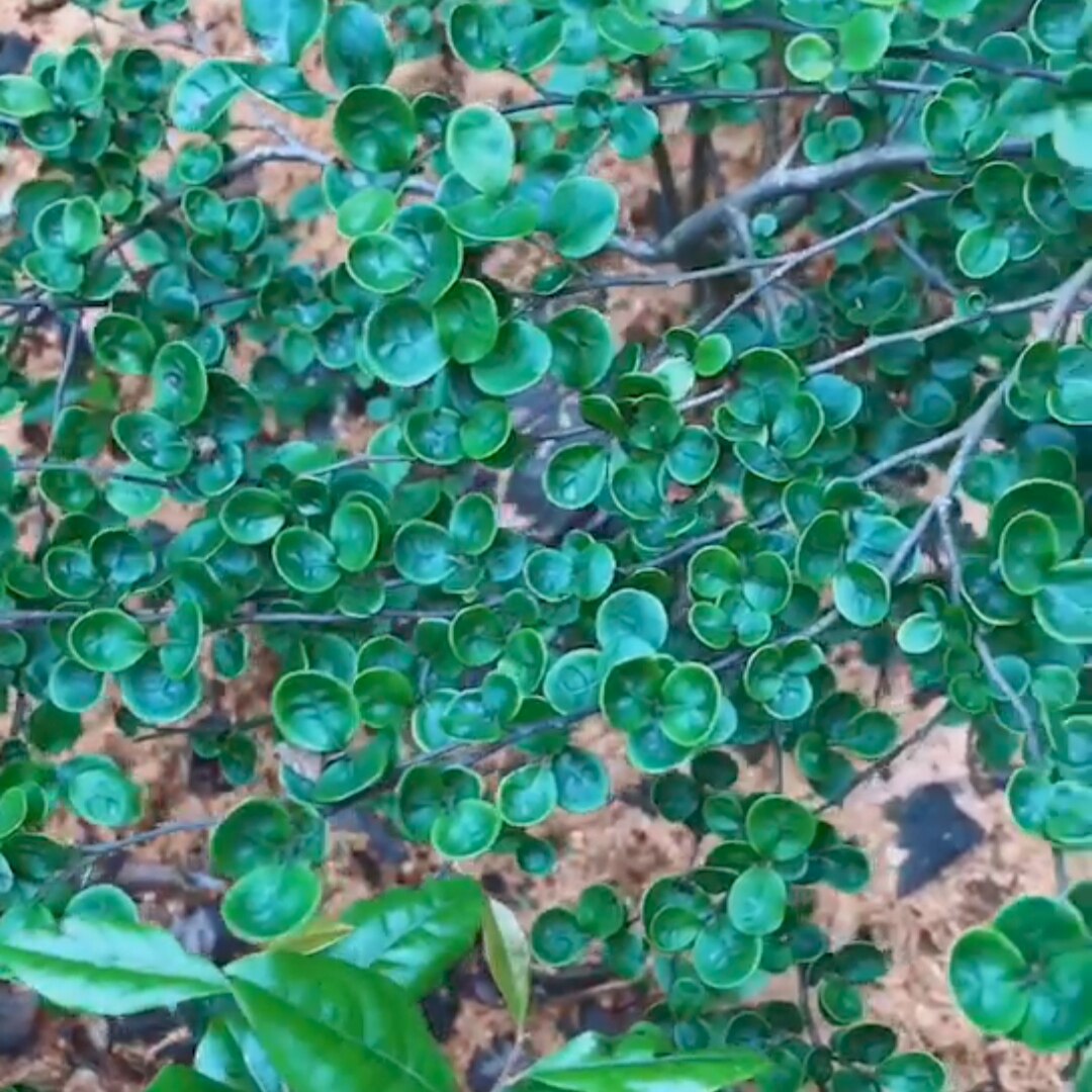 小圆叶金弹子母黄果盆景