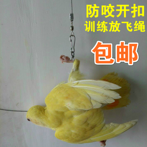 大中小鹦鹉外出牵引绳/ 鹦鹉放飞绳/飞行绳/训练鸟绳/外出溜鸟绳