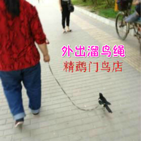 鸟链/牡丹鹦鹉/蜡嘴/鹩哥/松鸦/八哥/鹩哥/乌鸦项环/溜鸟绳