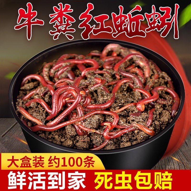 冬季野钓黑坑红虫蚯蚓活饵通用