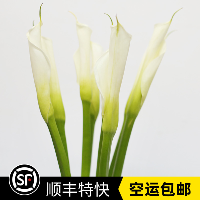 海芋花束价格 海芋花束图片 星期三 海芋花束价格 海芋花束图片 星期三