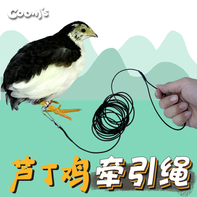 芦丁鸡外出牵引遛鸡绳可达鸭遛鸭
