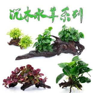 沉木活体真水草淡鱼缸造景套餐阴性水榕水无土植物增氧趴地矮珍珠